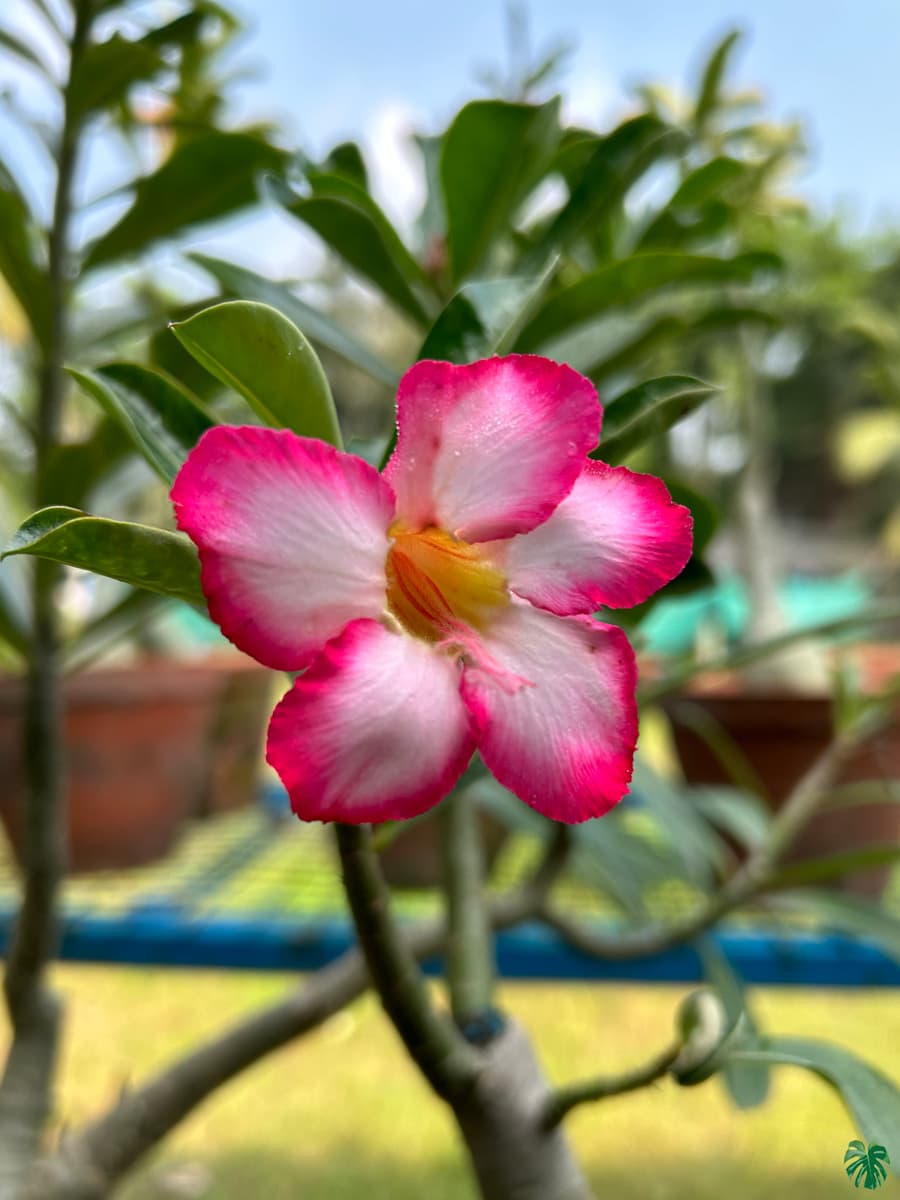 Adenium Flower Seeds for Planting, Heirloom, Non-GMO, 100 for planting in home garden